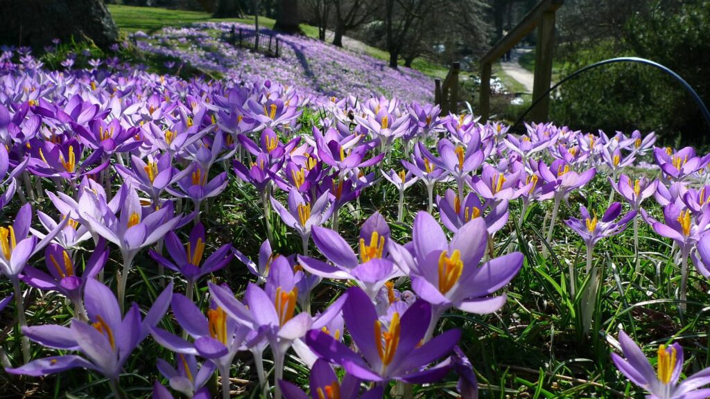 Vibrant purple crocuses with yellow centers in green grass under tall trees spring morning wallpaper