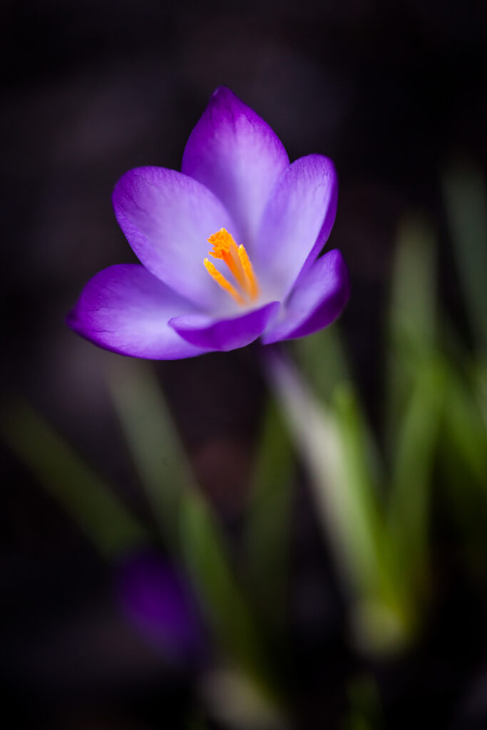 Vibrant Macro Purple Crocus Flower with Orange Pollen Wallpaper