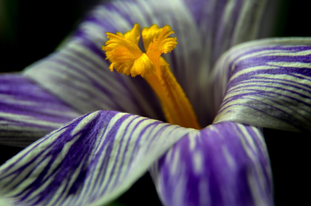 Stunning Macro Shot of Purple Crocus Flower - Wallpaper Background