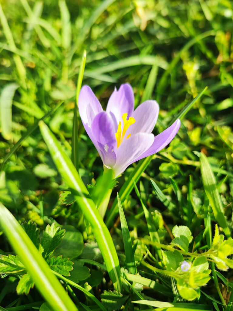 Vibrant Purple Crocus Flower Against Lush Green Grass Background Wallpaper