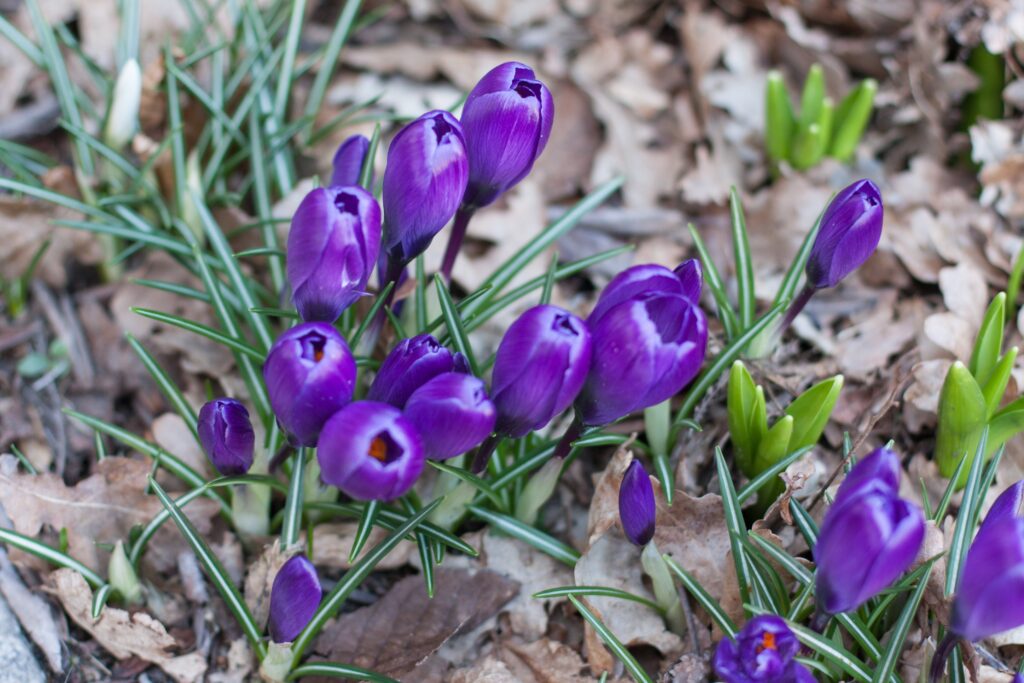 Vibrant Purple Crocus Flowers Blooming in Early Spring Background Wallpaper
