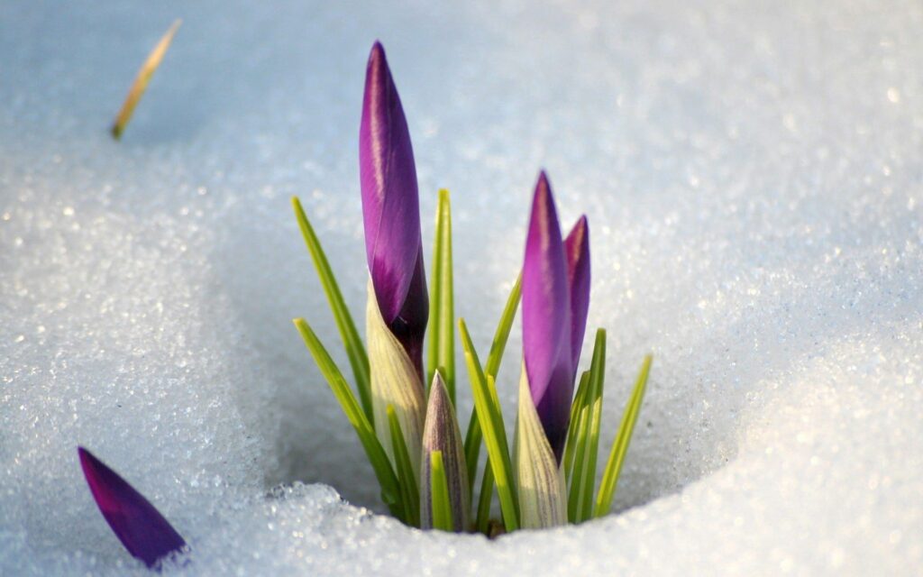Vibrant Purple Crocus Flowers Emerging from Snowy Background Wallpaper