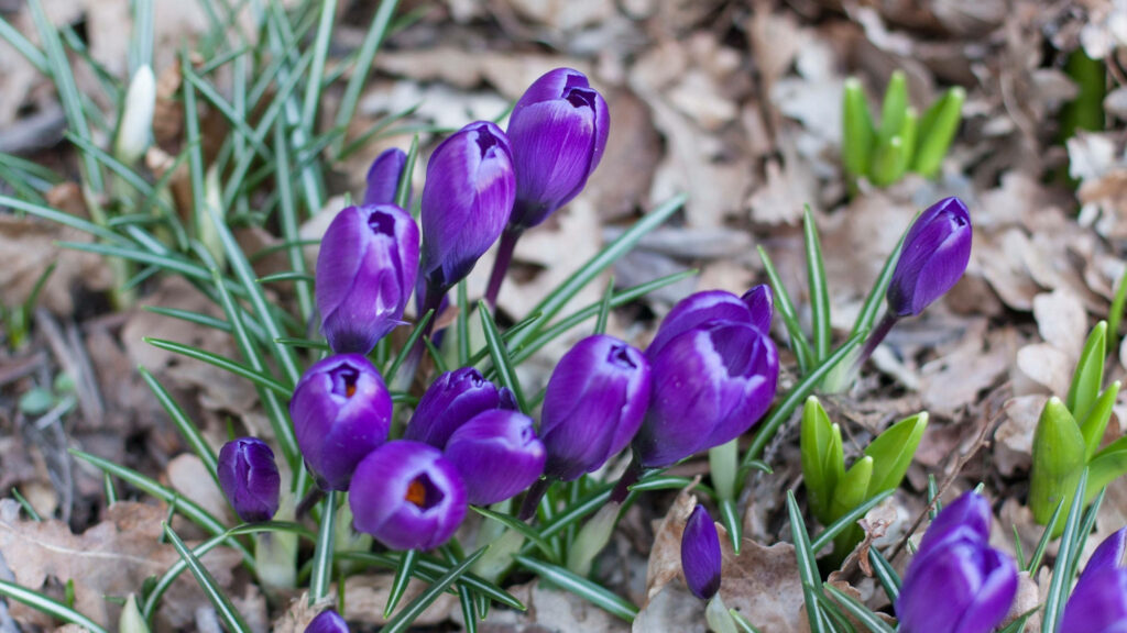 Vibrant Purple Crocus Flowers in Bloom - Spring Background Wallpaper