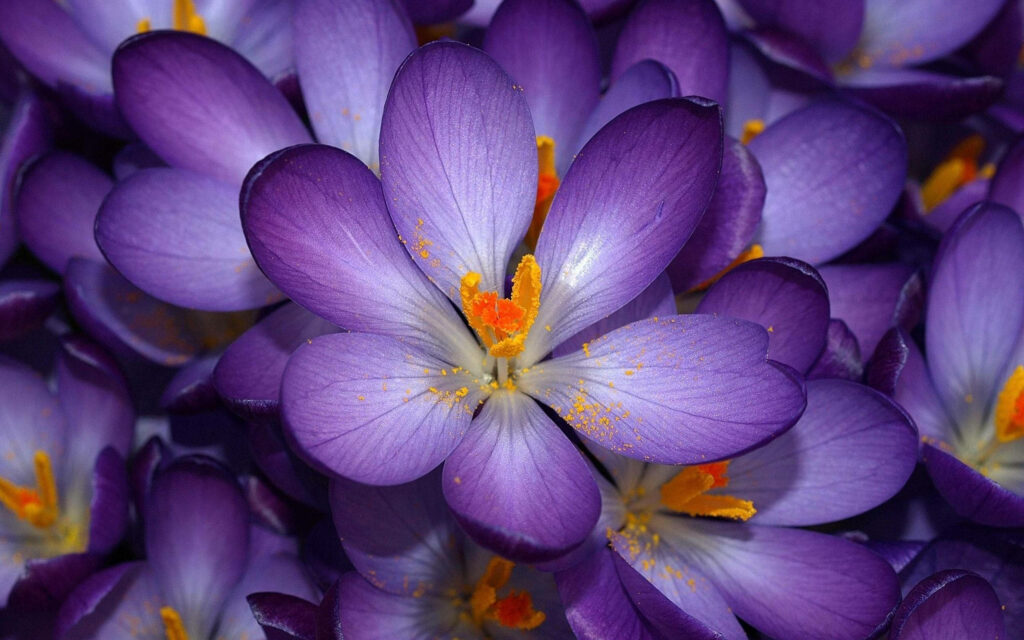 Vibrant Purple Crocus Flowers with Saffron Centers - Serene Background Wallpaper