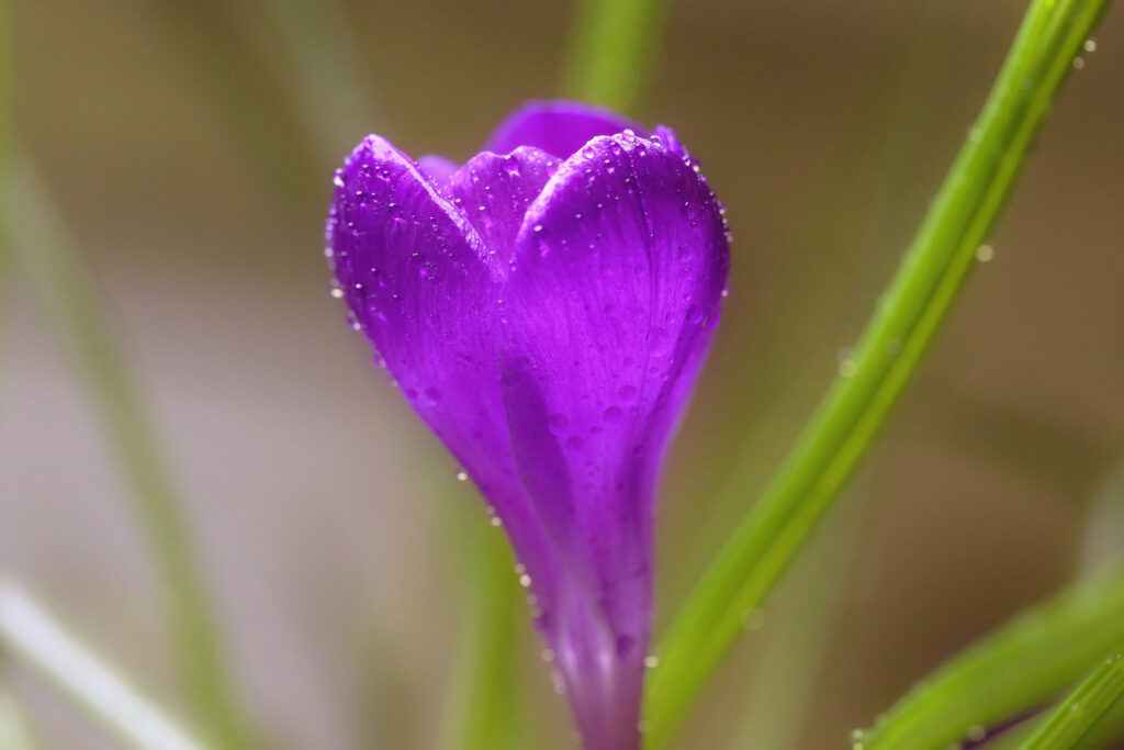Vibrant Purple Crocus Macro: Serene Water Droplets Wallpaper