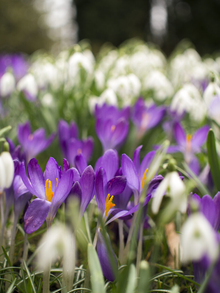 Vibrant Purple Crocus Close-Up Wallpaper with Blurred Greenery