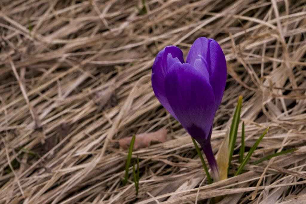 Vibrant Purple Crocus Flower Wallpaper: Spring's Bright Arrival