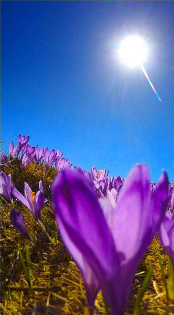 Vibrant Purple Crocus Field Background Under a Clear Blue Sky Wallpaper