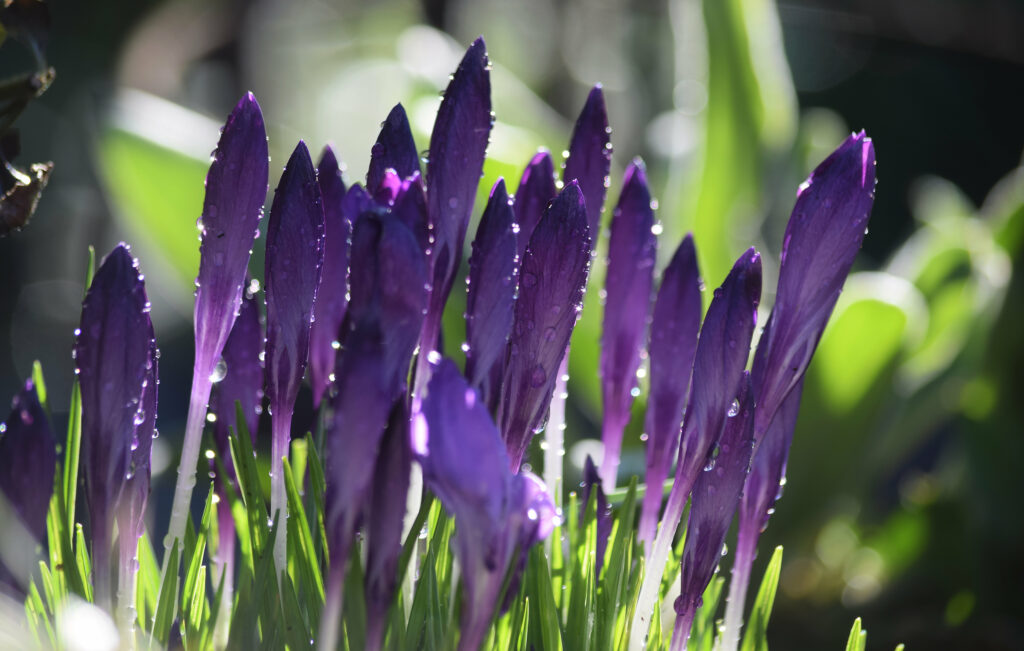 Vibrant Purple Crocus Wallpaper with Dewy Green Background