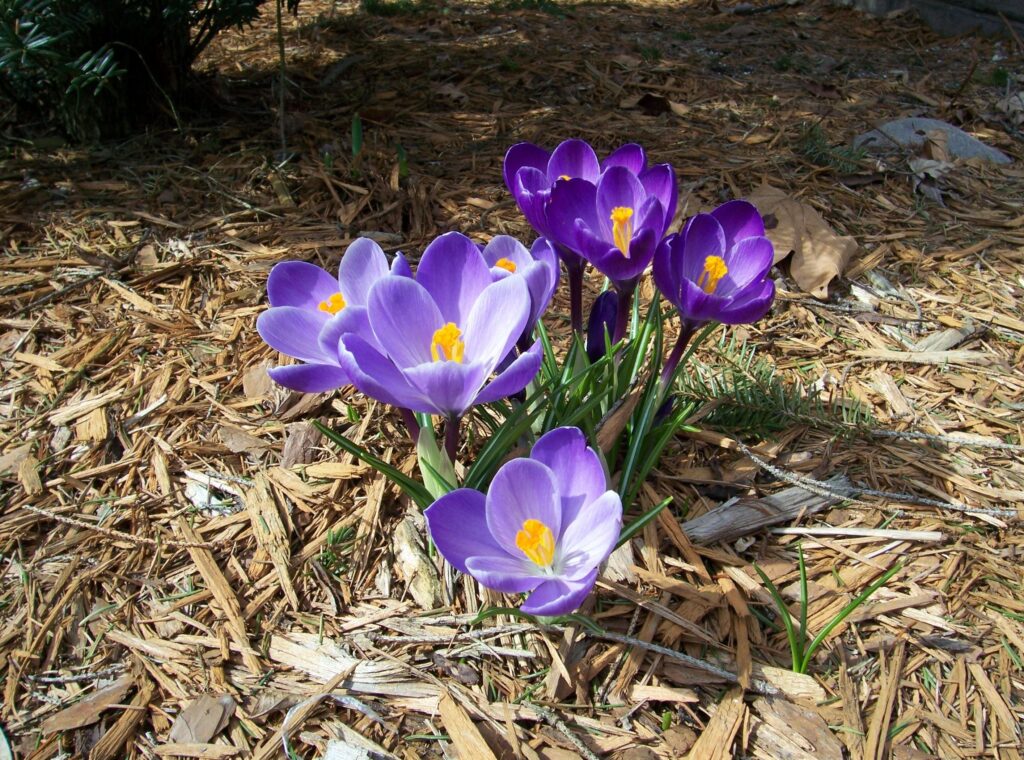 Vibrant Purple Crocuses Bloom in Spring's Sunlight - Natural Beauty Wallpaper