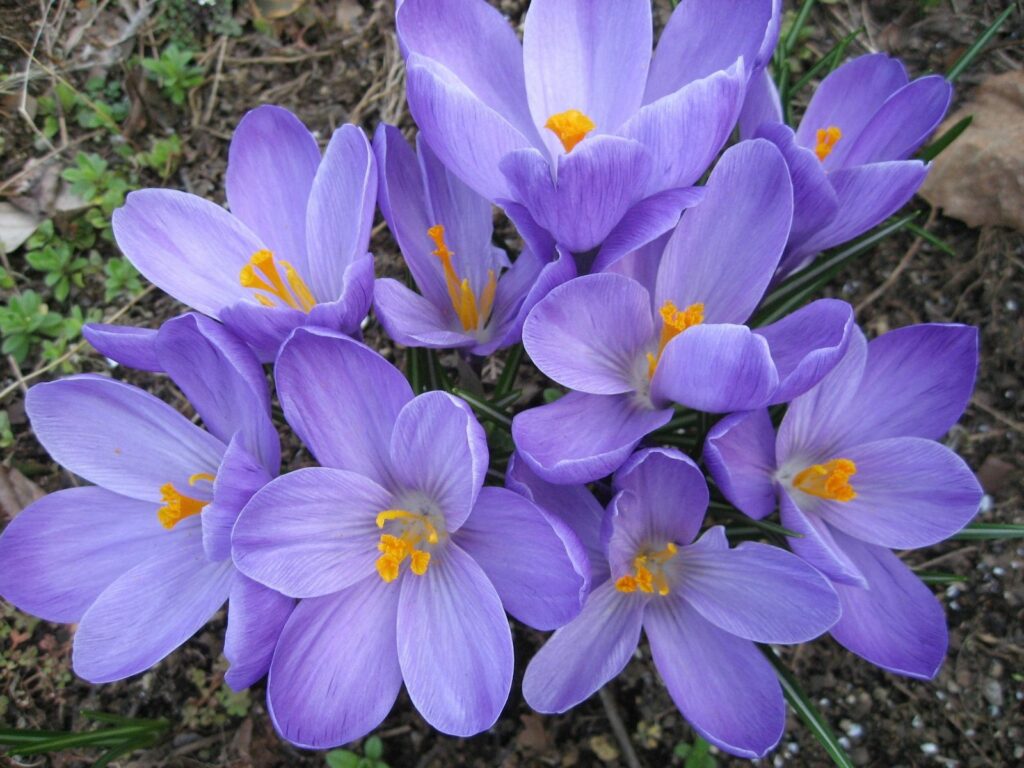 Vibrant Purple Crocuses Wallpaper - Spring Beauty for Your Desktop
