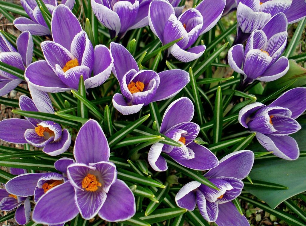 Vibrant Purple Crocuses Blossoming in a Lush Green Background Wallpaper