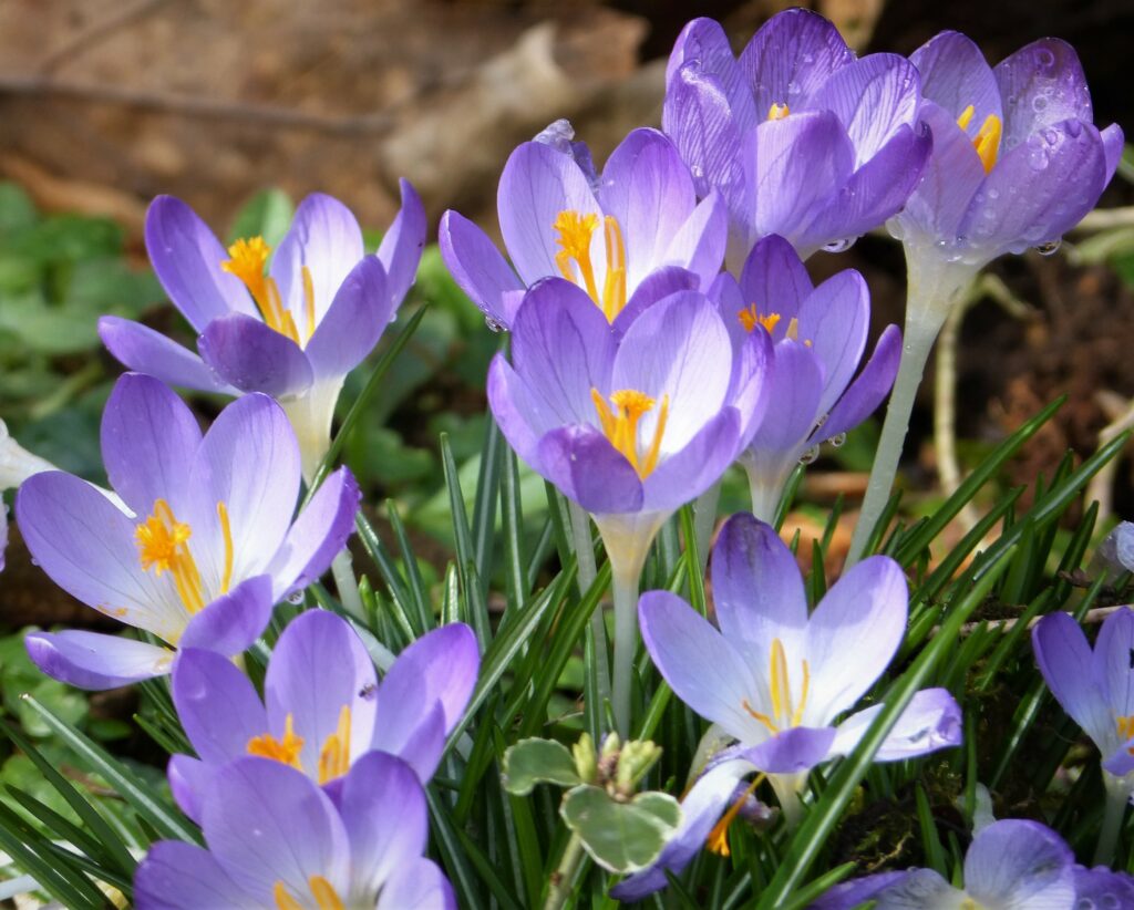 Vibrant Purple Crocuses in Bloom - Spring Wallpaper Background