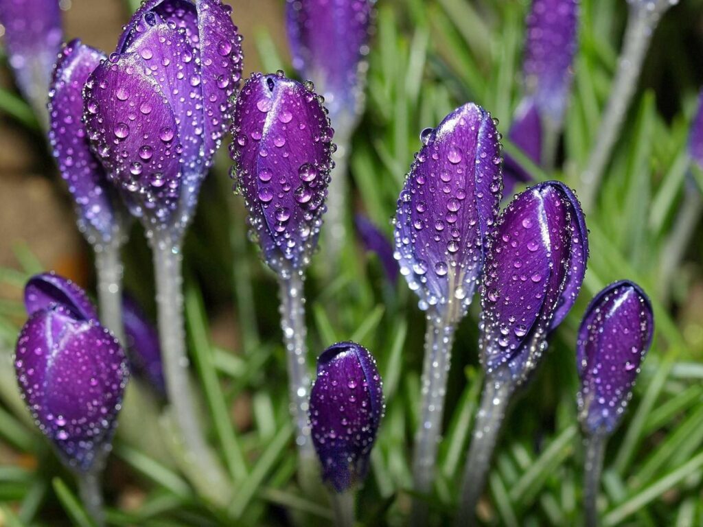 Vibrant Purple Crocuses with Dew in Lush Green Spring Background Wallpaper