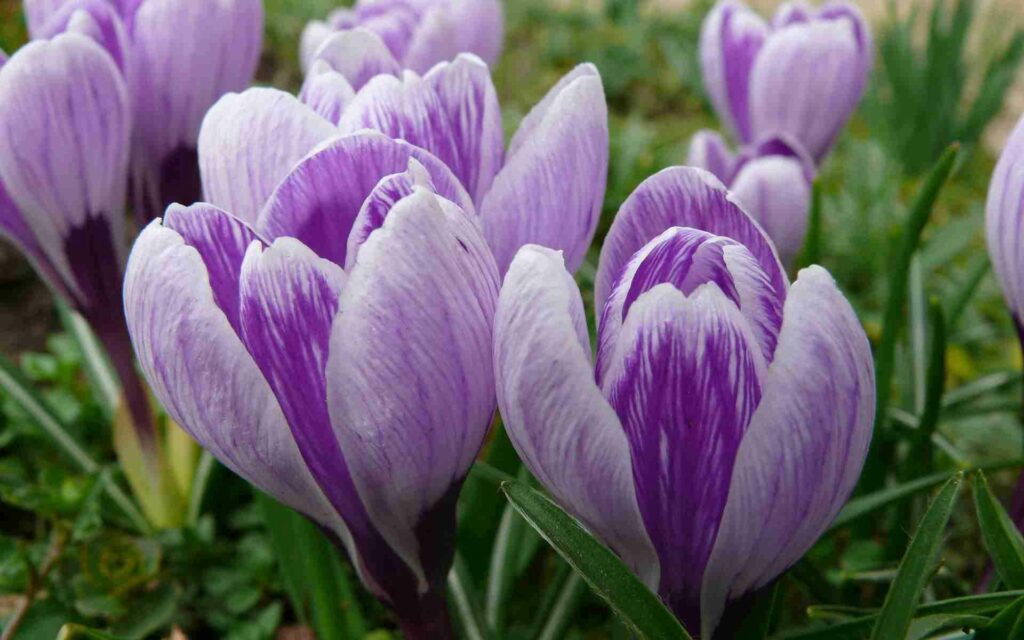 Vibrant Purple Crocuses in Bloom: Spring Wallpaper Background