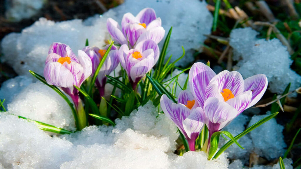 Vibrant Purple Crocuses in Snowy Spring Background Wallpaper