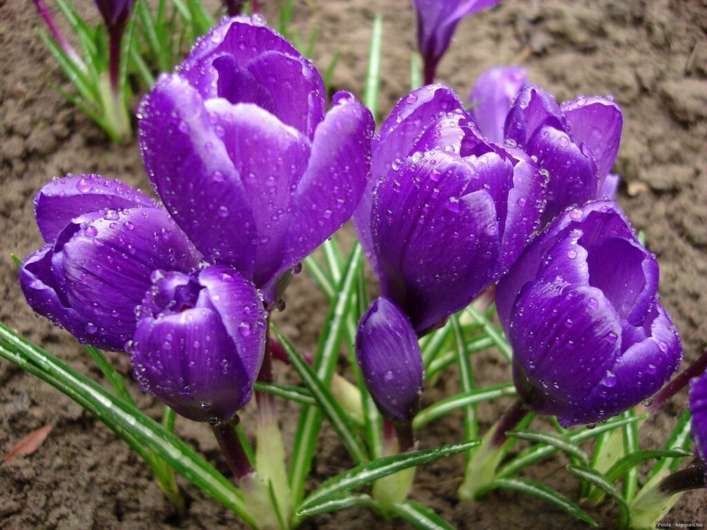 Vibrant Purple Crocuses with Dewdrops - Spring Wallpaper 1600x1200