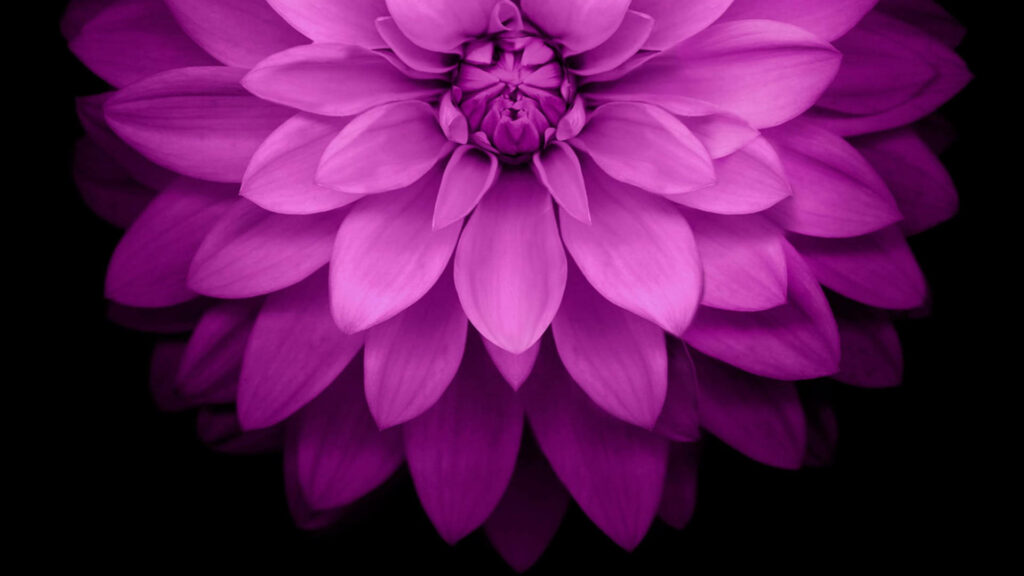 Close-up of vibrant purple magenta dahlia with symmetrical petals on black background wallpaper