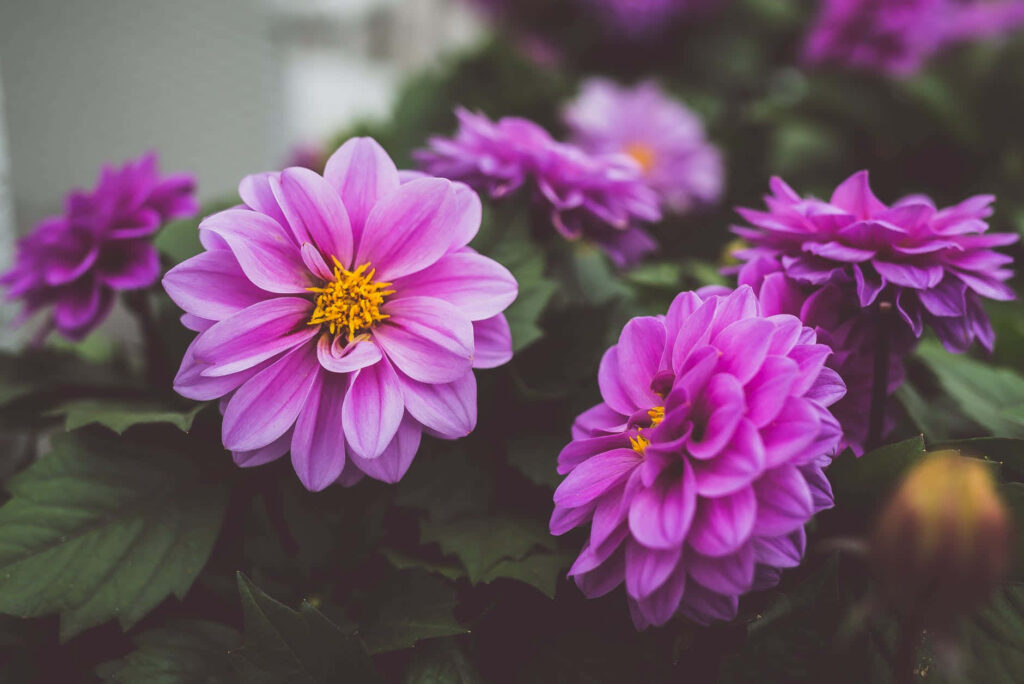 Close-up of vibrant purple Dahlia flowers with yellow centers and lush green leaves wallpaper background