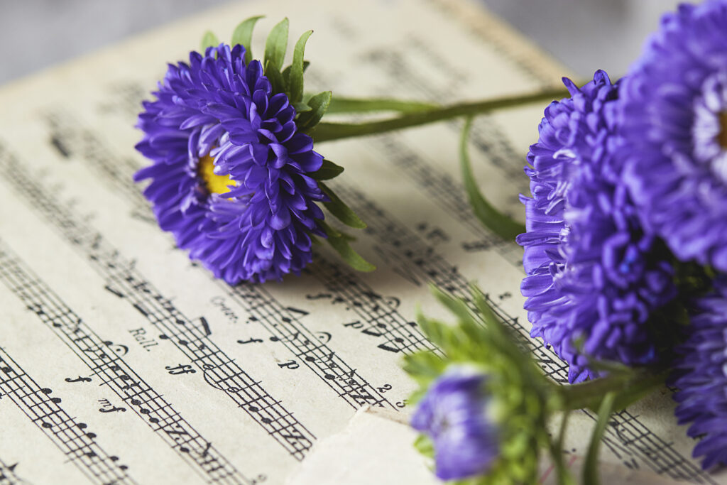 Vibrant Purple Daisies on Musical Notes | Elegant Floral Background Wallpaper