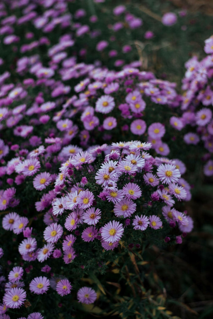 Vibrant Purple Daisies Wallpaper: Fresh Floral Background Art