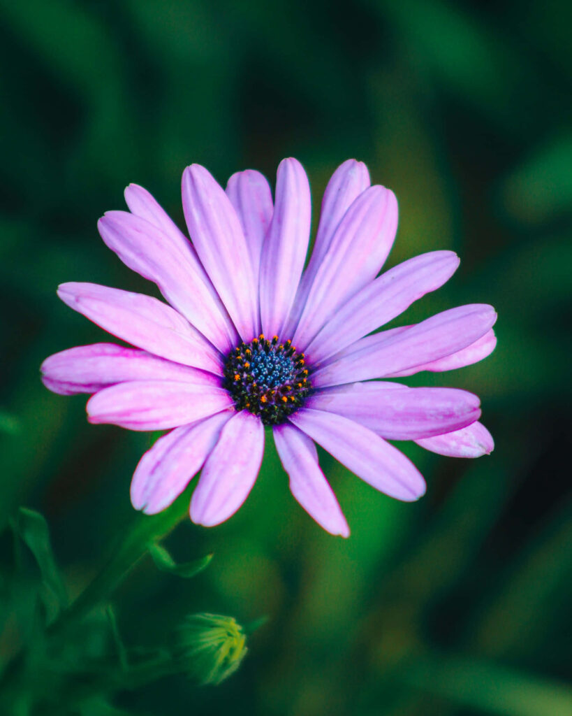 Vibrant Purple Daisy Wallpaper with Soft Green Background