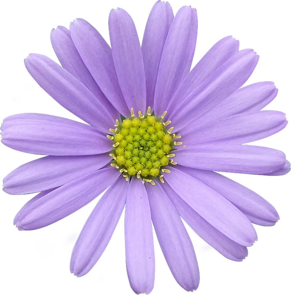 Vibrant Purple Daisy with Yellow Center on Transparent Background Wallpaper