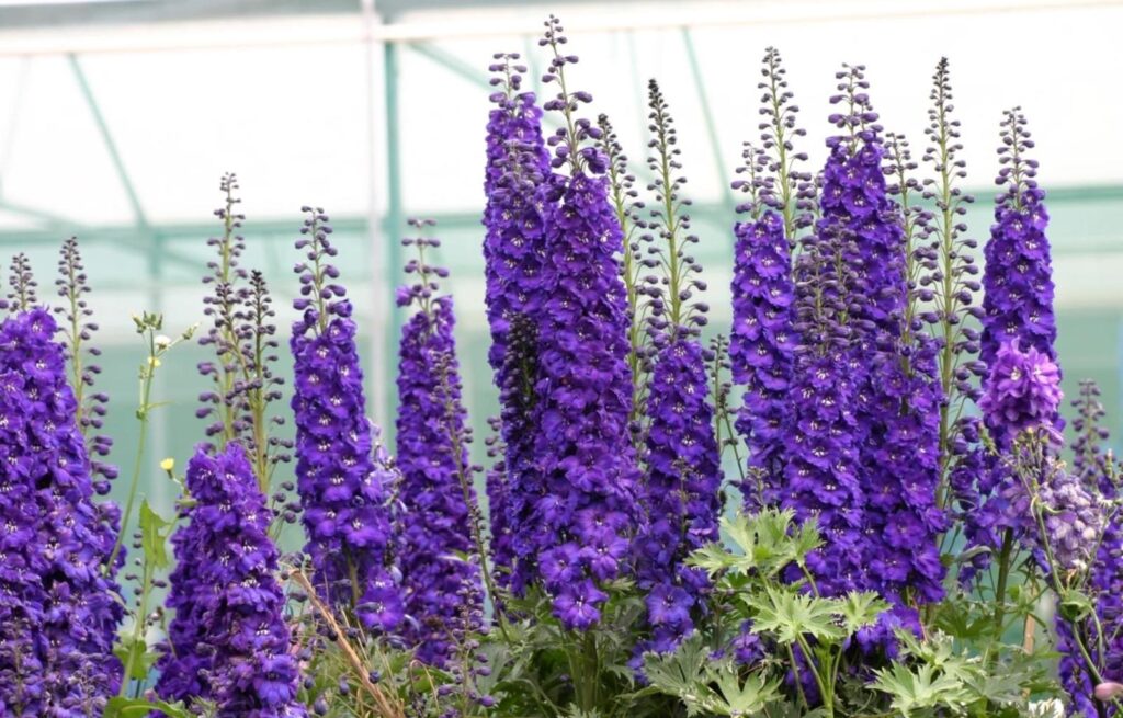 Vibrant Purple Delphinium Flowers Wallpaper Against Greenery Background