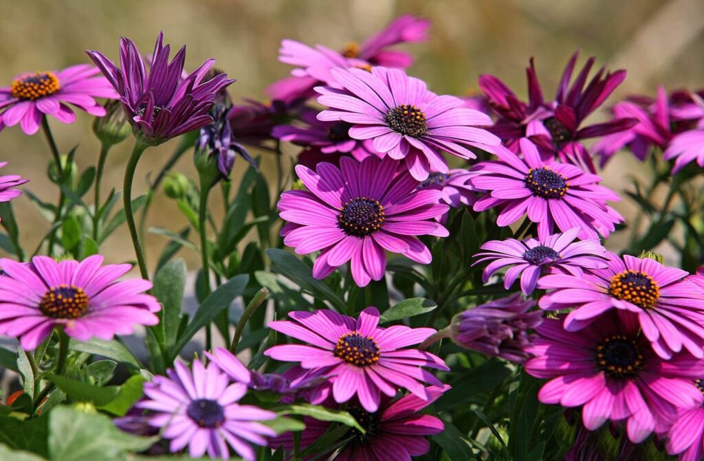 Vibrant Purple Dimorphotheca Flowers: Colorful Flowerbed Wallpaper