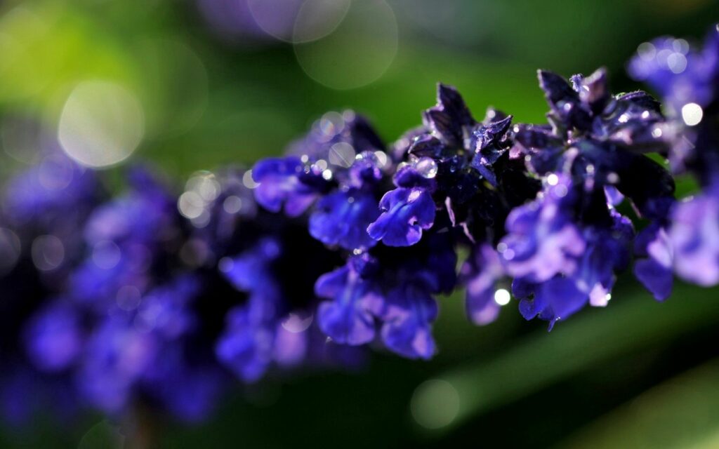 “Vibrant Purple Flower Branch Close-Up - Soft Green Wallpaper Background”