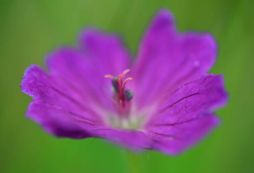 Vibrant Purple Flower Macro with Detailed Pollen - Wallpaper Background