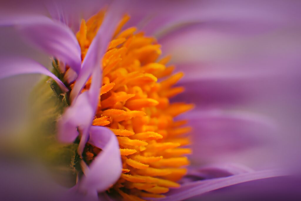 Vibrant Purple Flower Close-Up: Stunning Nature Wallpaper Background