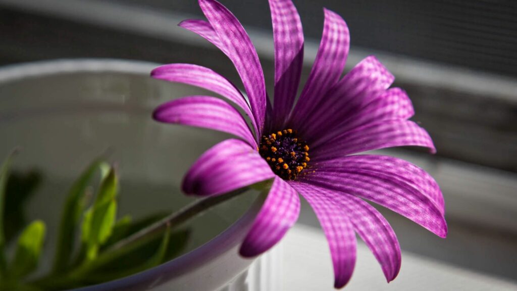 Vibrant Purple Flower Close-Up Wallpaper - Stunning 1920x1080 Background