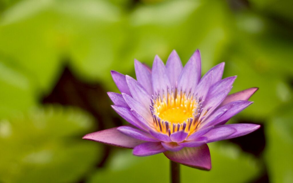 Close-Up of a Vibrant Purple Flower with Blurred Green Background Wallpaper
