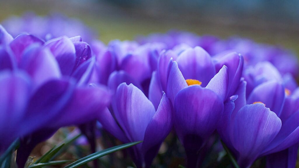 Vibrant Purple Flower Wallpaper with Lush Greenery & Blue Backdrop