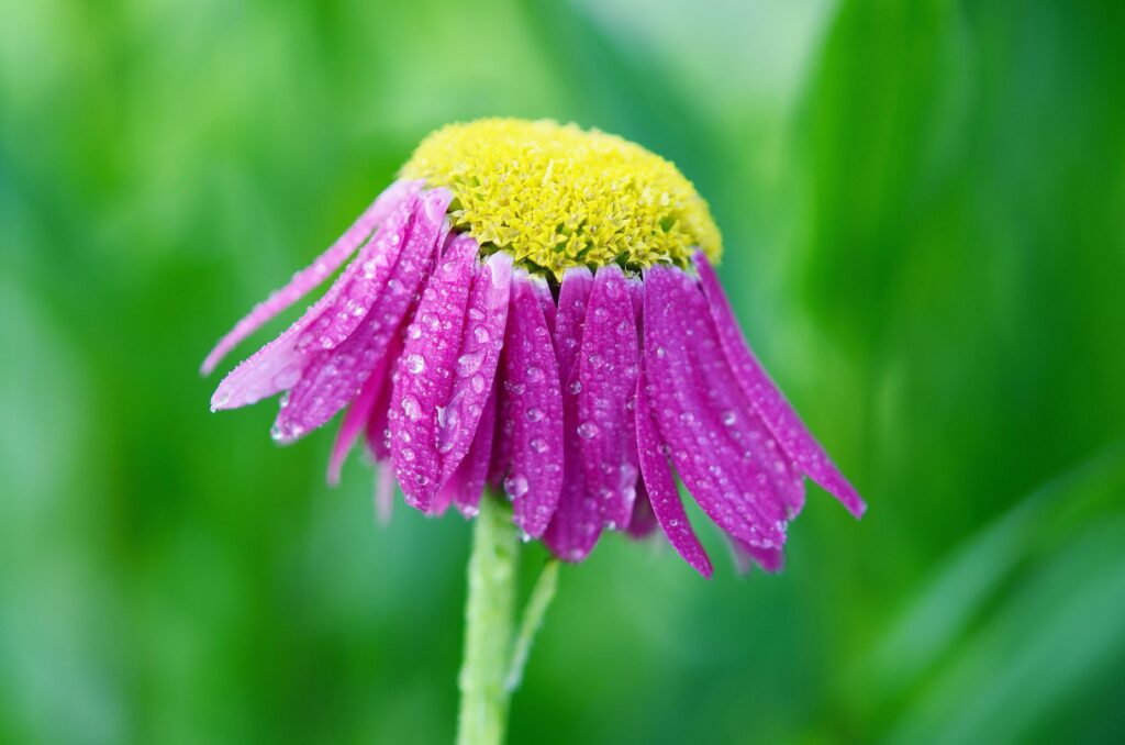 Vibrant Purple Flower Close-Up with Dew on Soft Green Wallpaper