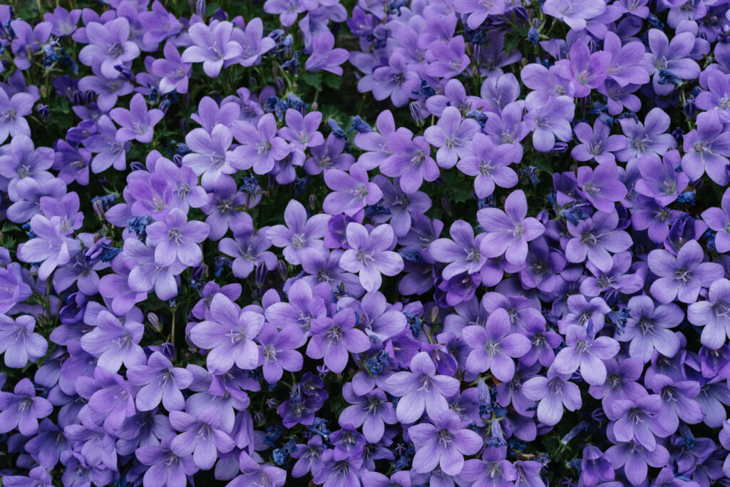 Vibrant Purple Flower Desktop Wallpaper - Elegant Nature Background