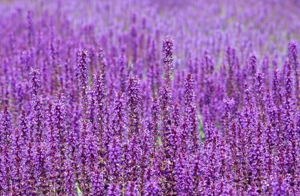 Vibrant Purple Flower Field Background - Serene Landscape Wallpaper