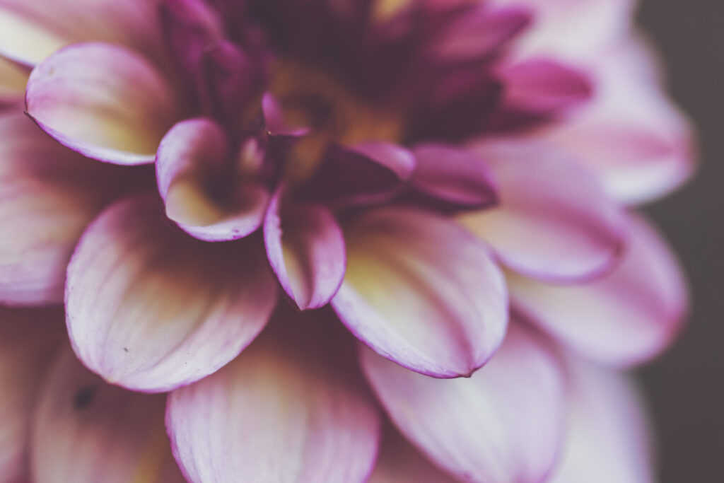Vibrant Purple Flower Macro: Stunning Petals for Wallpaper Background
