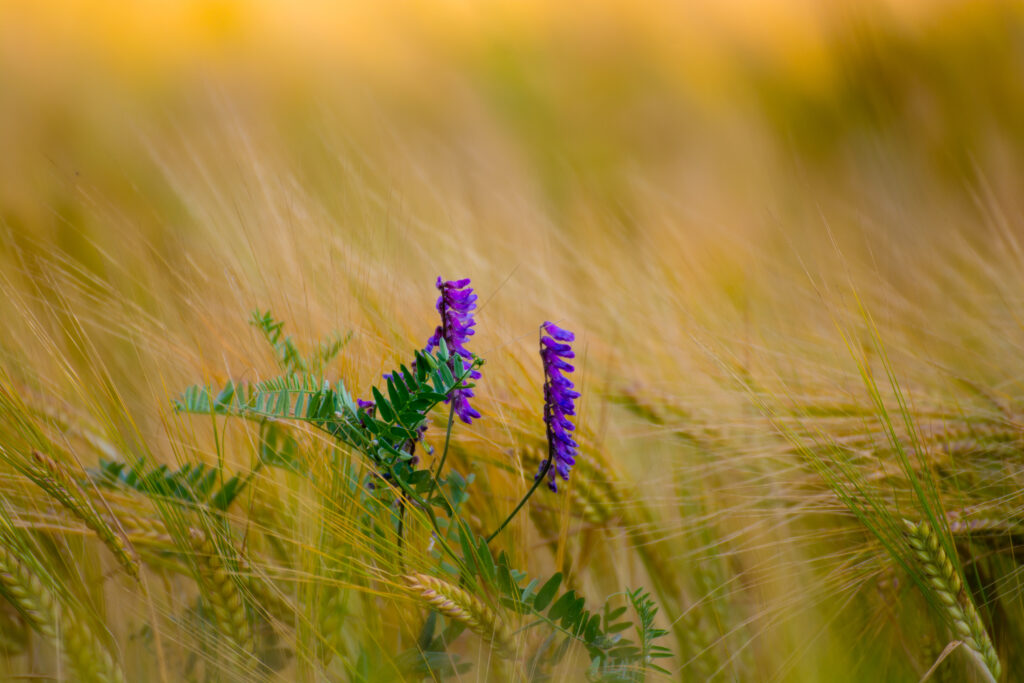 Macro Purple Flower Wallpaper with Golden Spikelets – Nature's Beauty