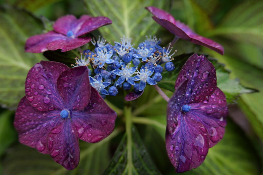 Vibrant Purple Flower Macro Wallpaper with Water Droplets on Green