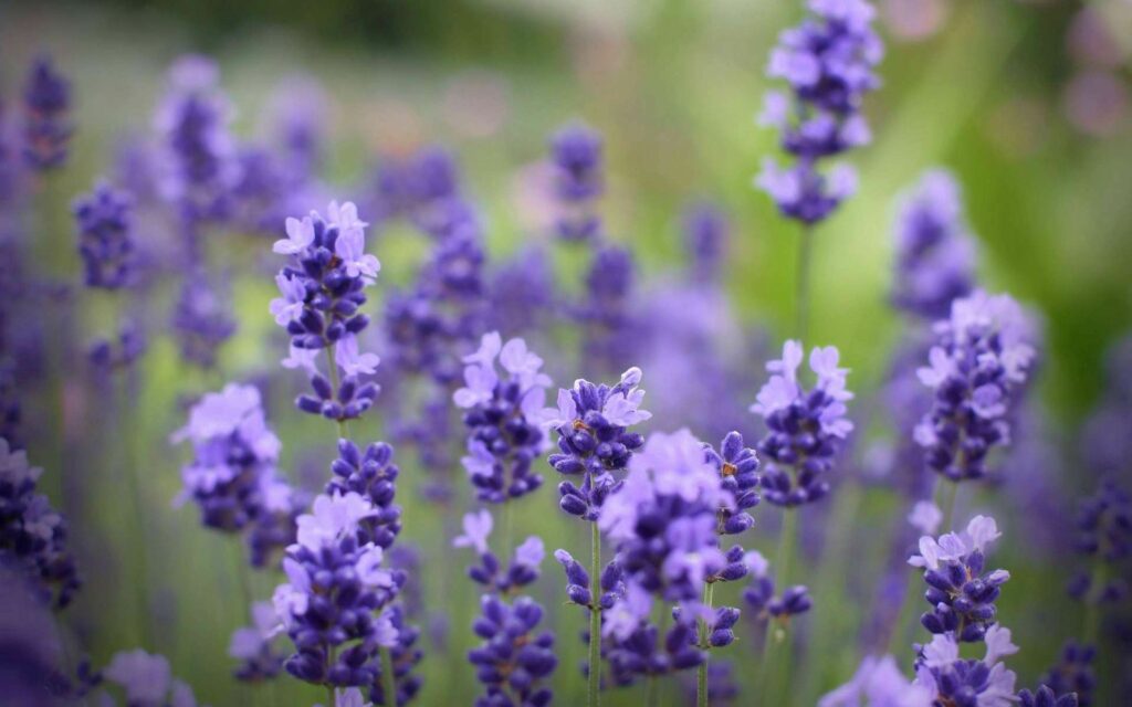 Vibrant Purple Flower Wallpaper Against Lush Green Background