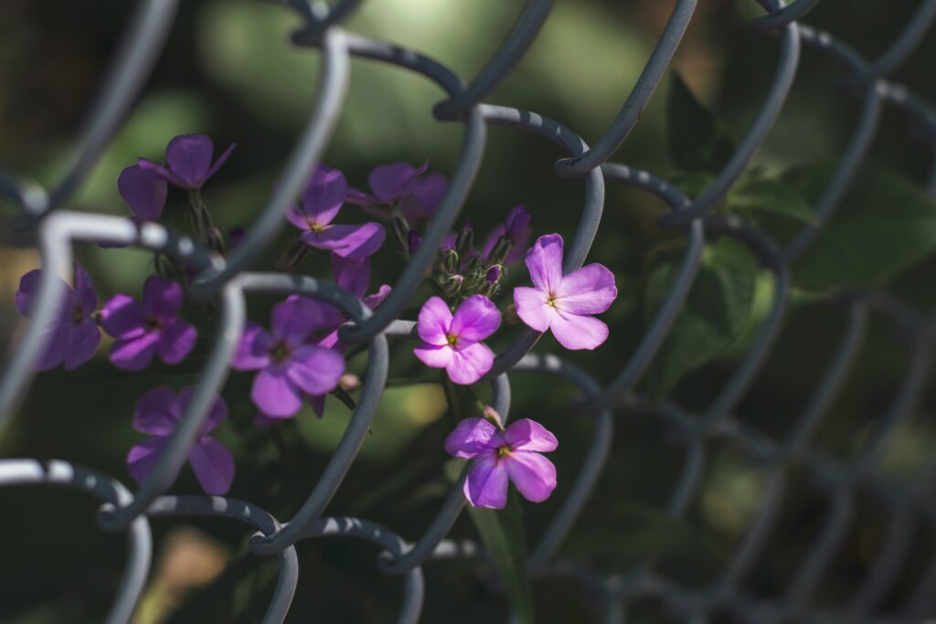 Vibrant Purple Flower Wallpaper: Nature Through Metal Mesh Fence