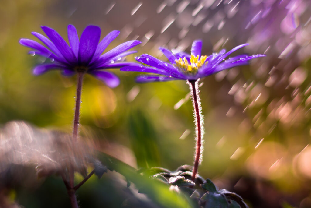 Vibrant Purple Flowers Close-Up with Soft Blurred Background Wallpaper