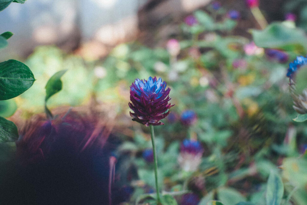 Vibrant Purple Flower Wallpaper on Lush Green Background