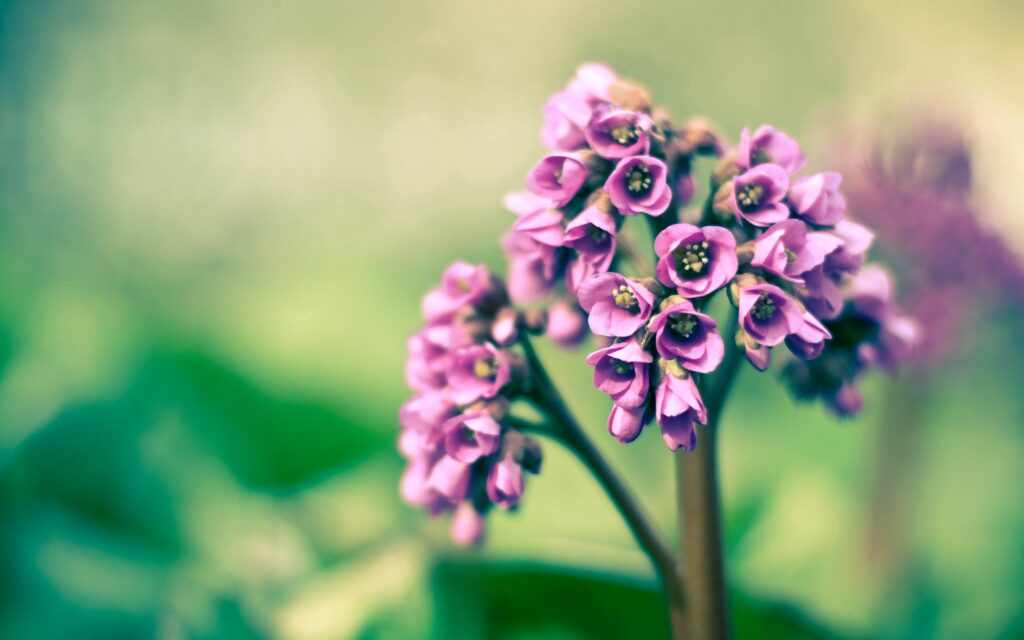 Vibrant Purple Flower Wallpaper - Tranquil Green Background