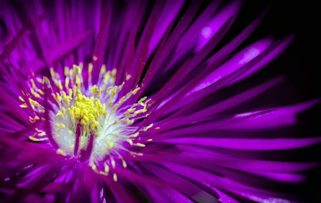 Vibrant Purple Flower Wallpaper: Nature's Beauty in Close-Up