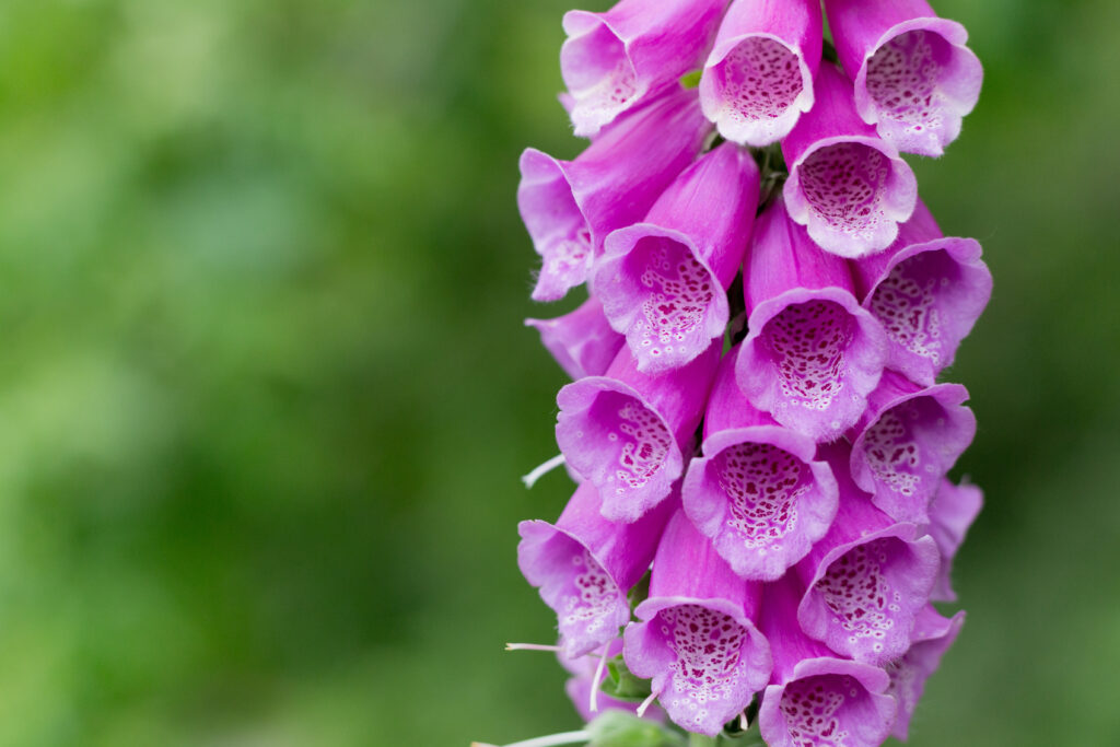 Close-Up Macro of Vibrant Purple Flowers against Soft Green Background Wallpaper