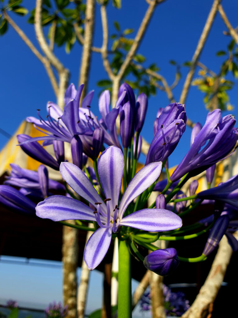 Vibrant Purple Flowers Against Clear Blue Sky - Macro Wallpaper