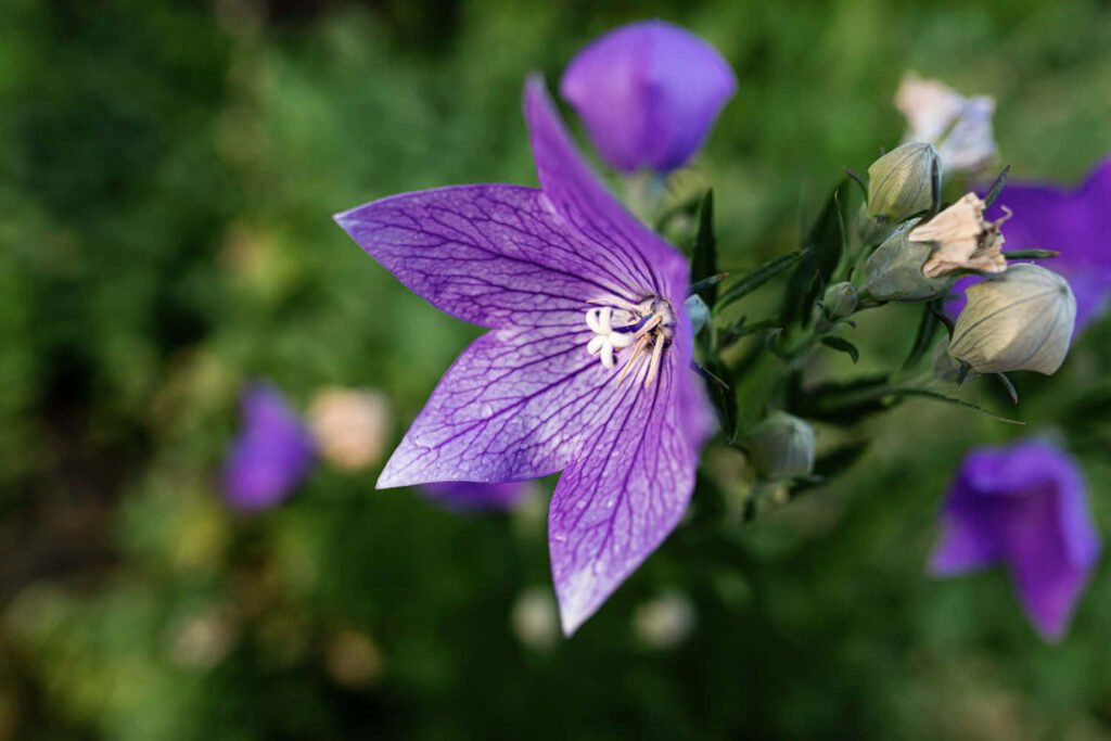 Vibrant Purple Flower Wallpaper with Lush Green Background